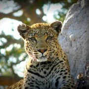 בוצואנה תמונות מיי טריפ