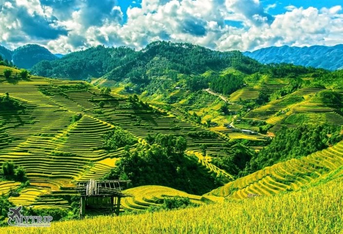 טראסות אורז בווייטנאם