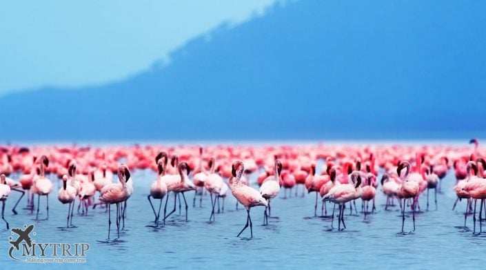 African flamingos קניה