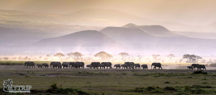 פילים בקניה