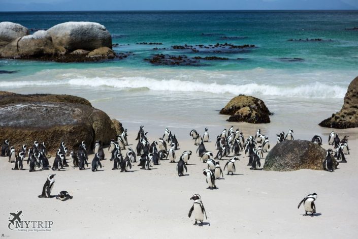 פינגוינים - דרום אפריקה