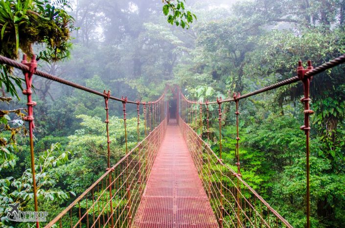 גשר תלוי בצבע כתום ביער העננים מונטה ורדה