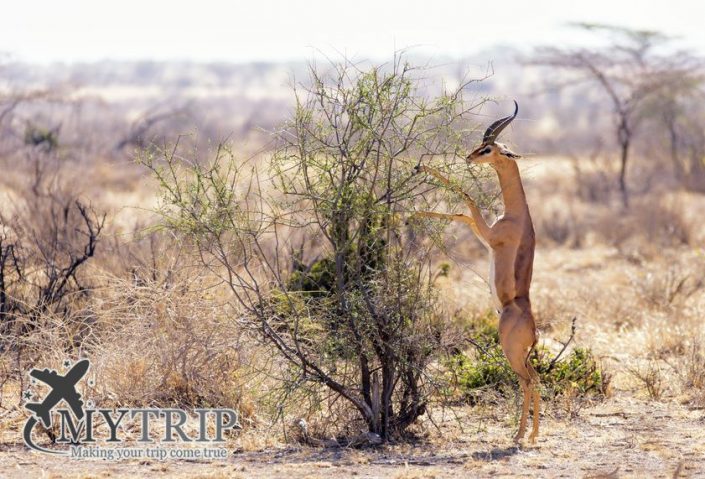 Antelope in Samburu בקניה