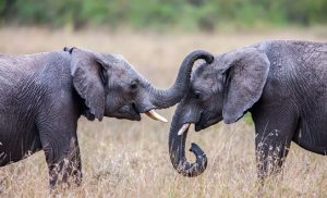 שני פילים בשמורת אדו בדרום אפריקה