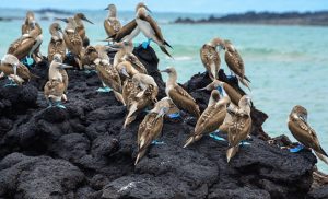 ציפורים על סלע באי איזבלה בגלפגוס