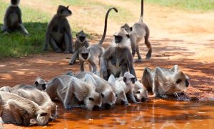 קופי מקוק בטיול בסרי לנקה