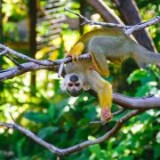 קוף מקאו תלוי על עץ בקוסטה ריקה