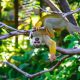 קוף מקאו תלוי על עץ בקוסטה ריקה