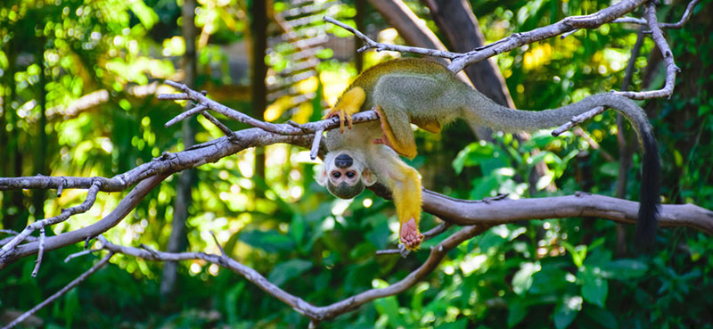 קוף מקאו תלוי על עץ בקוסטה ריקה