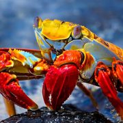 כל מה שצריך לדעת על איי גלפגוס