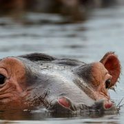היפופוטם בנהר באפריקה