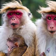 טיול לסרי לנקה