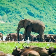 טיול לאוגנדה. בתמונה: עדר פילים