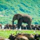 טיול לאוגנדה. בתמונה: עדר פילים