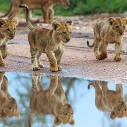 טיול לטנזניה