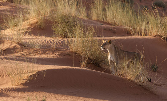 Kalahari-Lioness-Botswana