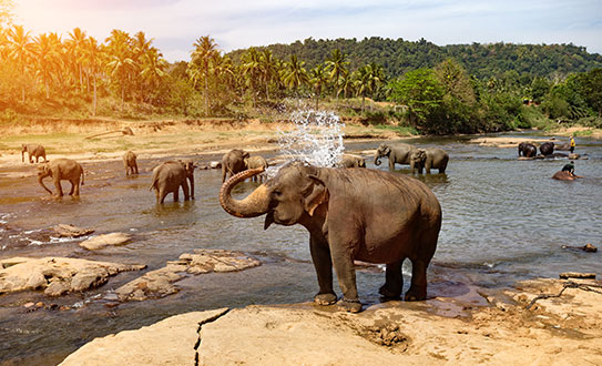 Pinnawala-Elephant-Orphanage
