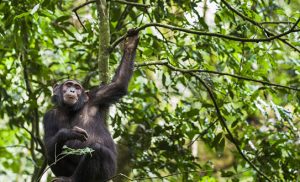 kibale-forest-national-park