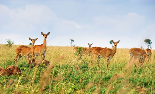 queen-elizabeth-national-park