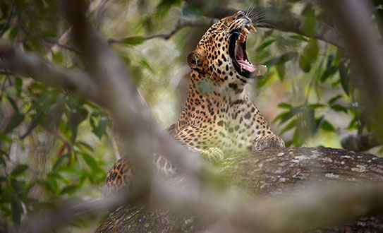 yala-national-park