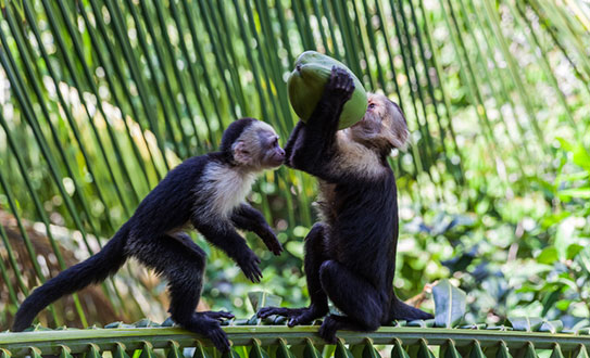 monkeys-costa-rica