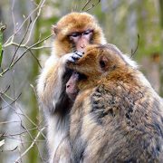 שני קופי מקוק ברברי במרוקו
