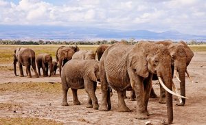 kenya1