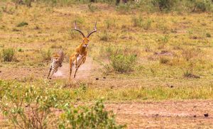 maasai-mara-reserve