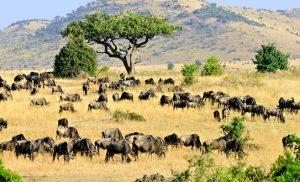 masai-mara