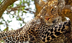 MASAI-MARA1