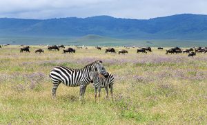 NGORONGORO