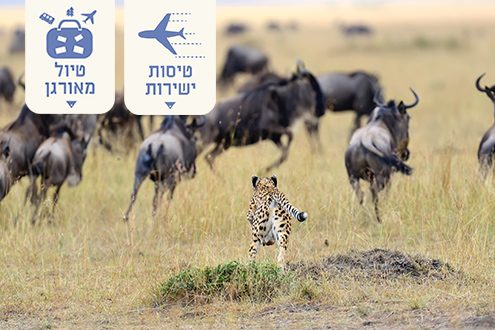מיי טריפ - טיולי הספארי הטובים בעולם