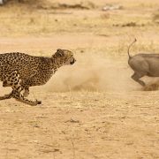 טיולים פרטיים לדרום אפריקה