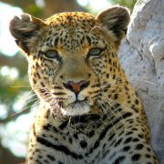 טיול לבוצוואנה