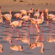 טיול לבוצואנה