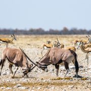 טיול בבוצואנה