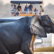 טיול ספארי בבוצואנה