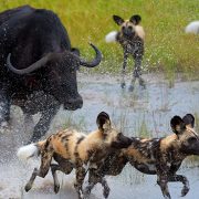 ספארי בבוצואנה