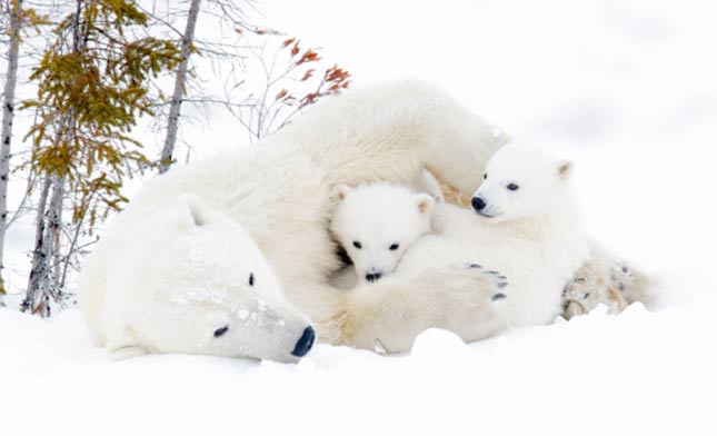 דובים לבנים בטבע