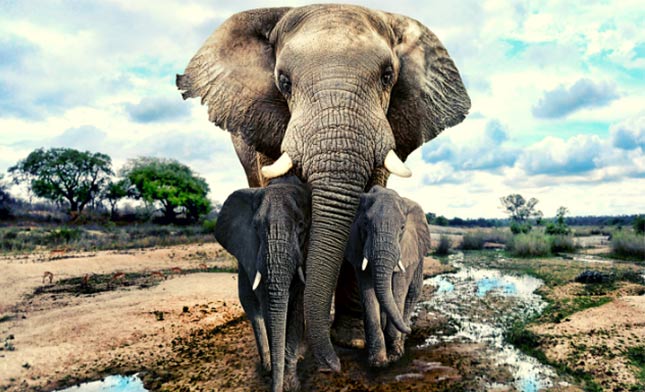 פילים בספארי באפריקה
