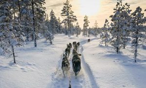 טיול במזחלות כלבים בשבדיה בשלג