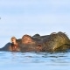 היפופוטם במים בטנזניה