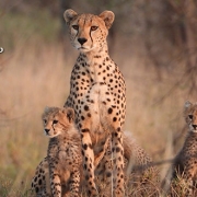 ספארי בטנזניה בעונת ההמלטות