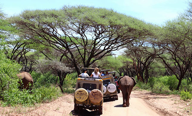ג'יפ ופילים בשמורת טרנגירי בטנזניה