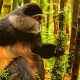 קוף מוזהב בשמורת נונגווי