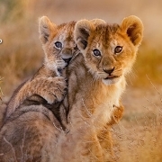 מיי טריפ - טיולים לאפריקה