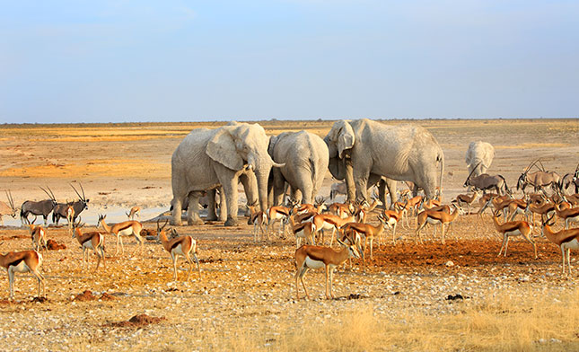  Etosha National Park