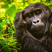 טיול מאורגן לאוגנדה