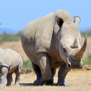 טיול מאורגן לקניה וסיישל. בתמונה: קרנפית וצאצא