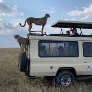ספארי בטנזניה